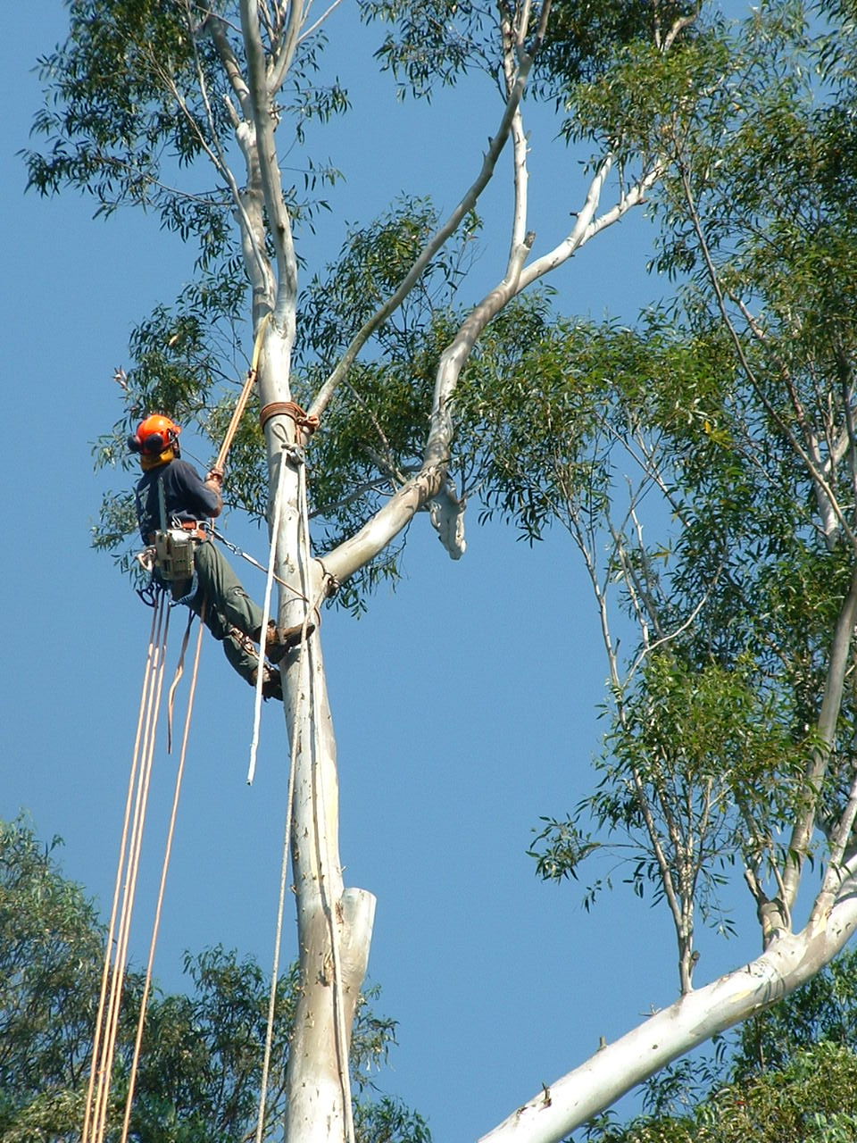 Tree pruning and removal