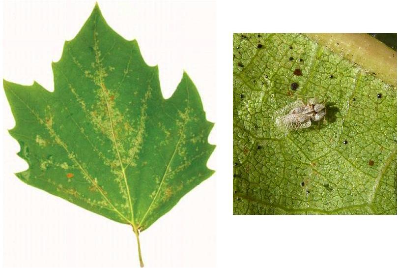 Sycamore lace bug and damage