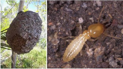 Aboreal Termites
