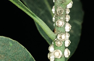 Scale Insects - White Wax Scale